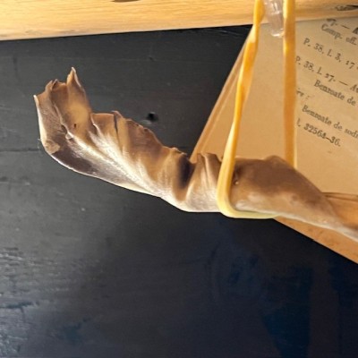 Small-spotted catshark naturalized - Scyliorhinus canicula Small-spotted catshark naturalized - Scyliorhinus canicula