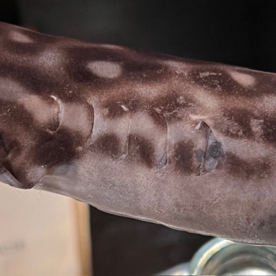 Small-spotted catshark naturalized - Scyliorhinus canicula Small-spotted catshark naturalized - Scyliorhinus canicula