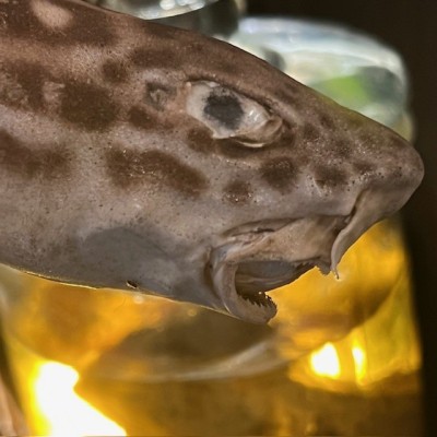 Requin roussette naturalisé - Scyliorhinus canicula