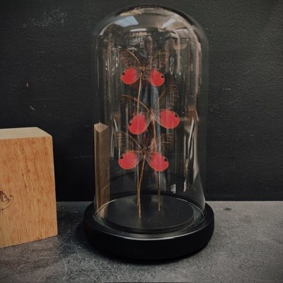 Cithaerias merolina butterflies under glass dome - Butterfly bell