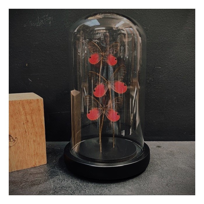 Cithaerias merolina butterflies under glass dome - Butterfly bell Cithaerias merolina butterflies under glass dome - Butterfly bell