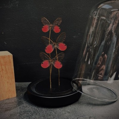 Cithaerias merolina butterflies under glass dome - Butterfly bell Cithaerias merolina butterflies under glass dome - Butterfly bell