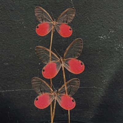 Cithaerias merolina butterflies under glass dome - Butterfly bell Cithaerias merolina butterflies under glass dome - Butterfly bell