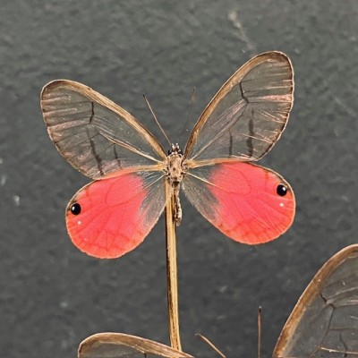 Cithaerias merolina butterflies under glass dome - Butterfly bell Cithaerias merolina butterflies under glass dome - Butterfly bell