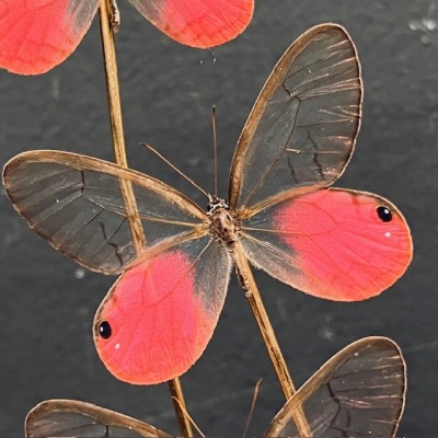 Cithaerias merolina butterflies under glass dome - Butterfly bell Cithaerias merolina butterflies under glass dome - Butterfly bell