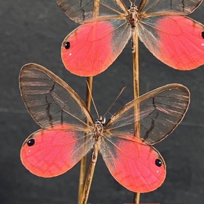 Cithaerias merolina butterflies under glass dome - Butterfly bell Cithaerias merolina butterflies under glass dome - Butterfly bell