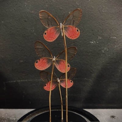 Cithaerias merolina butterflies under glass dome - Butterfly bell Cithaerias merolina butterflies under glass dome - Butterfly bell