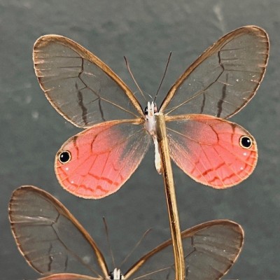 Cithaerias merolina butterflies under glass dome - Butterfly bell Cithaerias merolina butterflies under glass dome - Butterfly bell