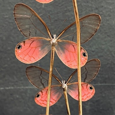 Cithaerias merolina butterflies under glass dome - Butterfly bell Cithaerias merolina butterflies under glass dome - Butterfly bell
