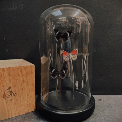 Diaethria neglecta butterflies under glass dome - Butterfly bell