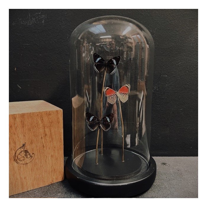 Diaethria neglecta butterflies under glass dome - Butterfly bell