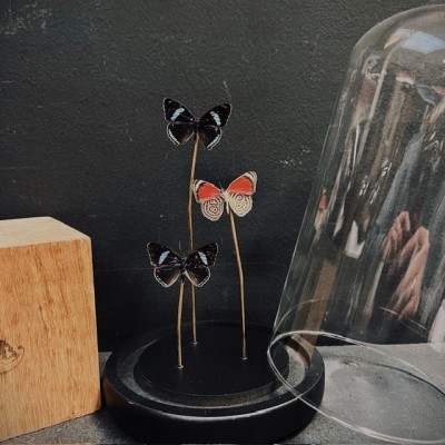 3 papillons Diaethria neglecta - Cloche à papillon