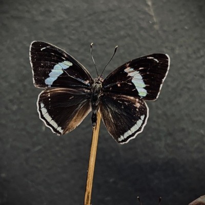 Diaethria neglecta butterflies under glass dome - Butterfly bell