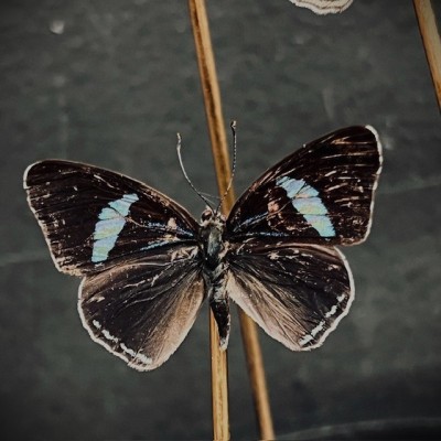 3 papillons Diaethria neglecta - Cloche à papillon