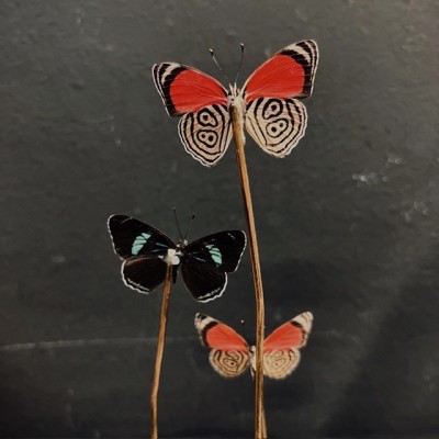 3 papillons Diaethria neglecta - Cloche à papillon