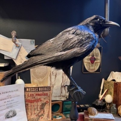 Corneille noire sur perchoir - Corvus corone