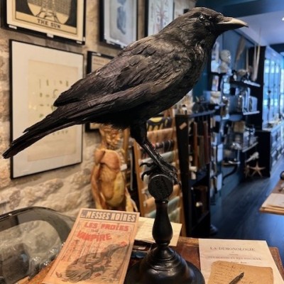 Corneille noire sur perchoir - Corvus corone