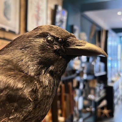 Crow on pedestal - Corvus corone Crow on pedestal - Corvus corone