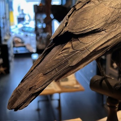 Corneille noire sur perchoir - Corvus corone