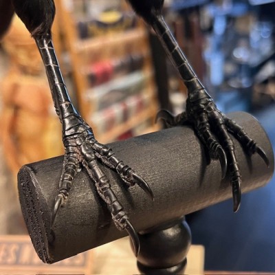 Corneille noire sur perchoir - Corvus corone