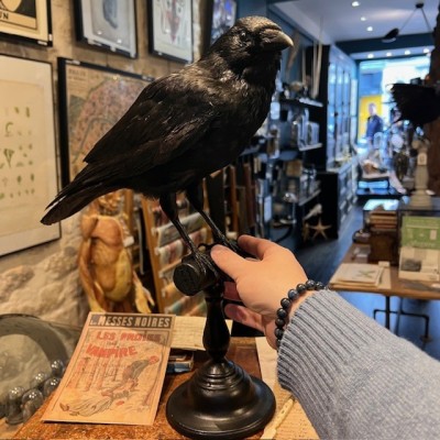 Crow on pedestal - Corvus corone Crow on pedestal - Corvus corone