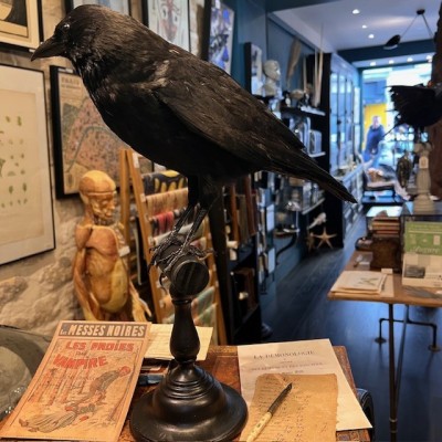 Corneille noire sur perchoir - Corvus corone