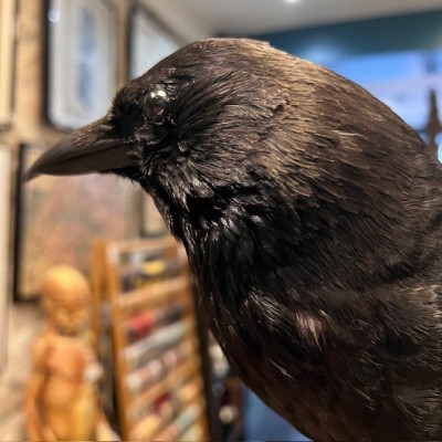 Corneille noire sur perchoir - Corvus corone