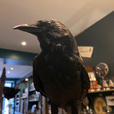 Crow on pedestal - Corvus corone Crow on pedestal - Corvus corone