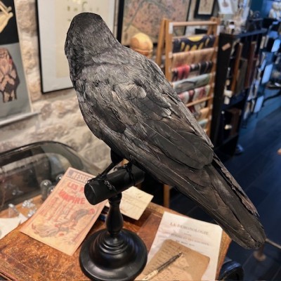 Corneille noire sur perchoir - Corvus corone