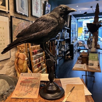 Corneille noire sur perchoir - Corvus corone