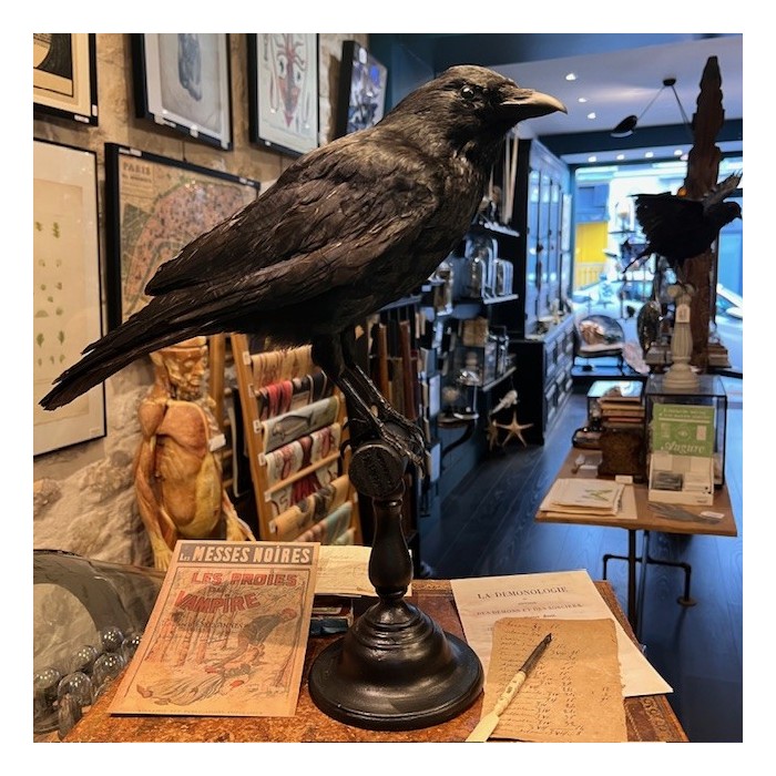 Corneille noire sur perchoir - Corvus corone