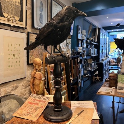 Corneille noire sur perchoir - Corvus corone