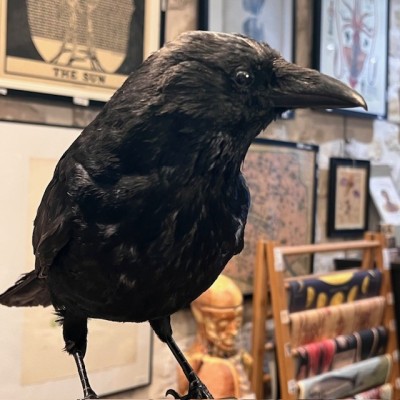 Crow on pedestal - Corvus corone Crow on pedestal - Corvus corone