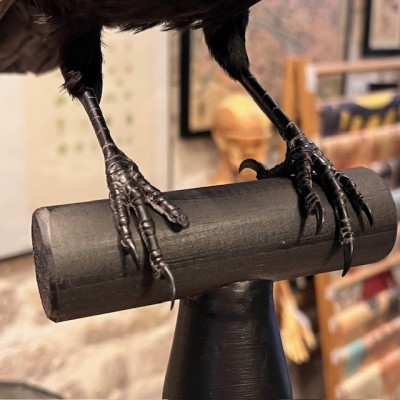 Corneille noire sur perchoir - Corvus corone