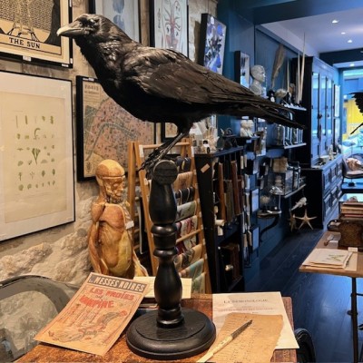 Corneille noire sur perchoir - Corvus corone