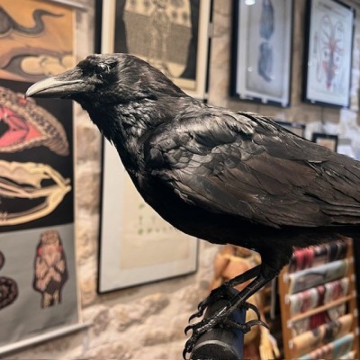 Crow on pedestal - Corvus corone Crow on pedestal - Corvus corone