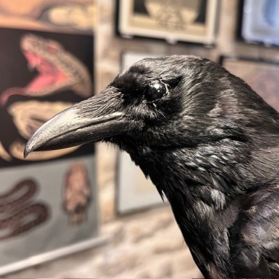 Crow on pedestal - Corvus corone Crow on pedestal - Corvus corone