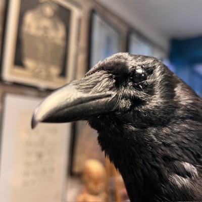 Crow on pedestal - Corvus corone Crow on pedestal - Corvus corone
