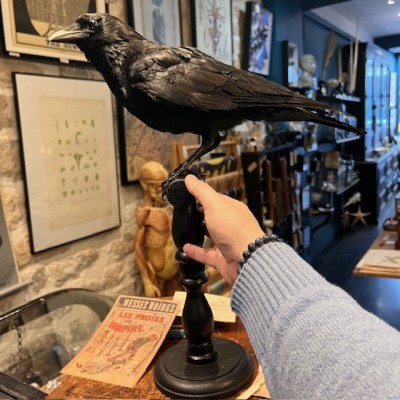 Corneille noire sur perchoir - Corvus corone