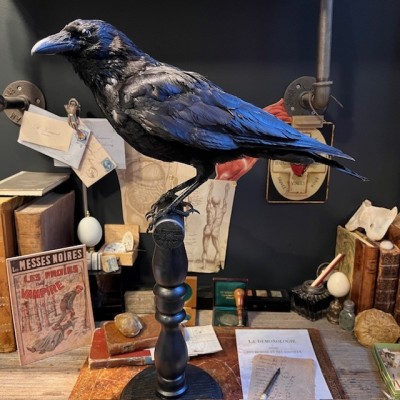 Crow on pedestal - Corvus corone Crow on pedestal - Corvus corone