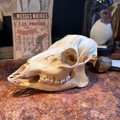 European roe deer Skull - Capreolus capreolus