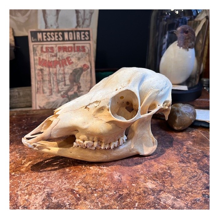 European roe deer Skull - Capreolus capreolus European roe deer Skull - Capreolus capreolus