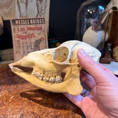 European roe deer Skull - Capreolus capreolus