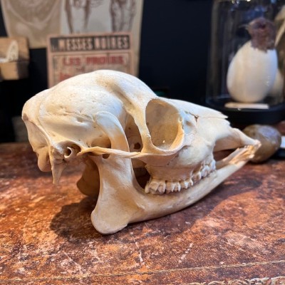 European roe deer Skull - Capreolus capreolus