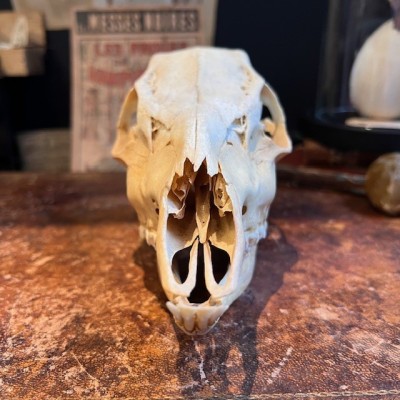 European roe deer Skull - Capreolus capreolus