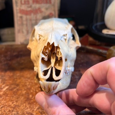 European roe deer Skull - Capreolus capreolus