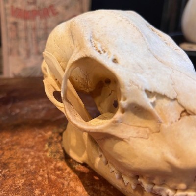 Crâne de Chevreuil d'Europe - Capreolus capreolus