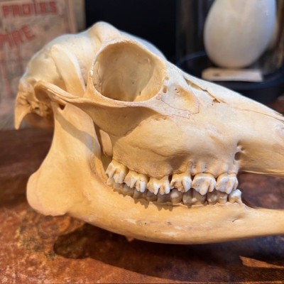 Crâne de Chevreuil d'Europe - Capreolus capreolus