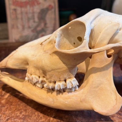 European roe deer Skull - Capreolus capreolus