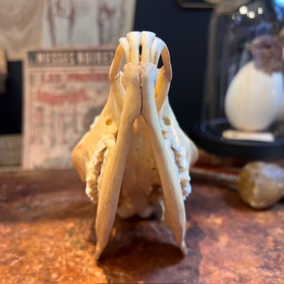 European roe deer Skull - Capreolus capreolus